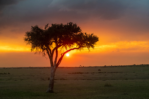 beautiful african sunset in the savannah with trees in the plains of the masai mara - Kenya