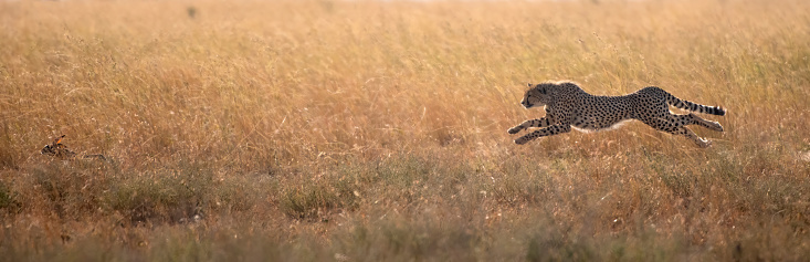Cheetahs in the African savannah. Africa, Tanzania, Serengeti National Park.