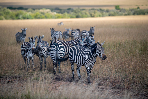 Wild animals congregate around a waterhole in Etosha National Park, northern Namibia, Africa.