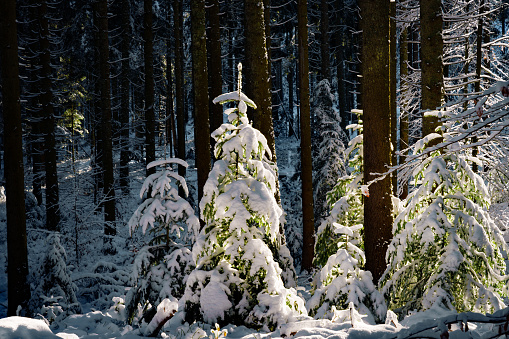 Beautiful pine trees lit by the sun in snow with blue sky in backlight, Black Forest, Germany