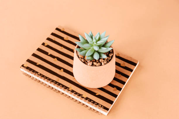 Notepad and succulent on a peachy table. Minimal composition. Top view. Color trend 2024 - peach color