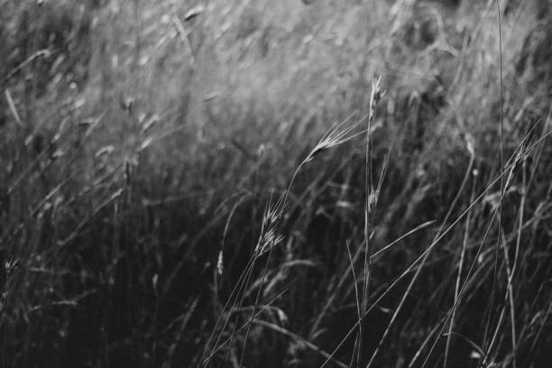 istock Summer meadow 1845816386