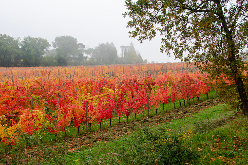 Umbria: Vigna del sagrantini in pieno autunno