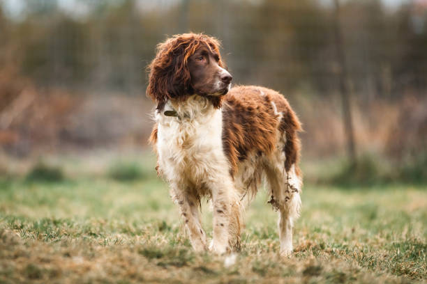 istock Dog waiting patiently in green field 1845846425