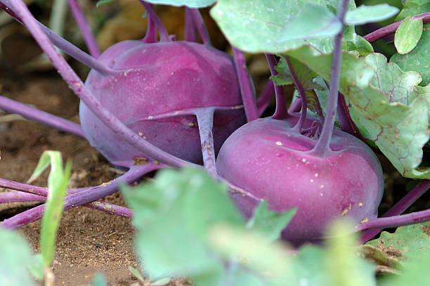 Kohlrabi on the farm stock photo