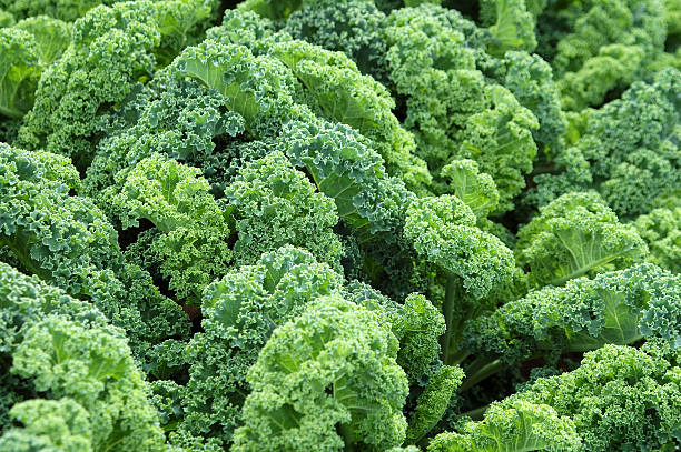 Kale on a farm stock photo