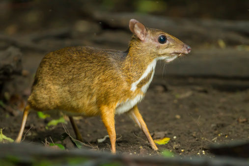 Mouse deer(Tragulus javanicus) in Kengkrajarn National park,Thailand