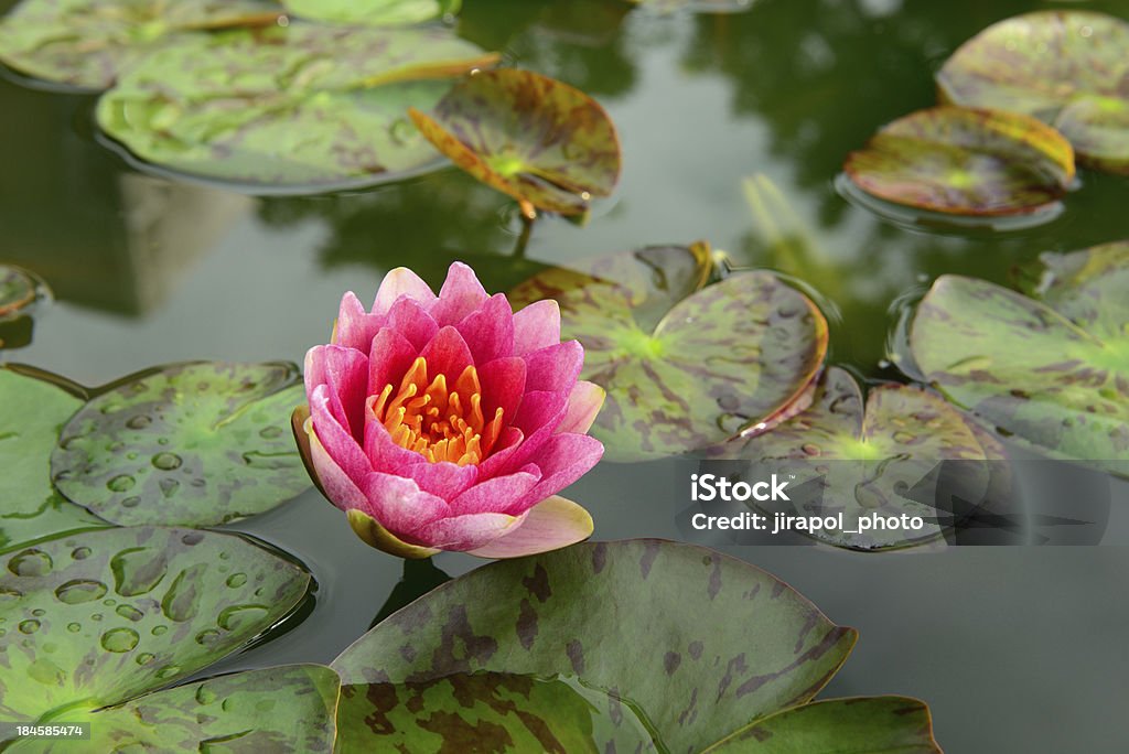 Lotus Beautiful pink lotus in the pool Beauty Stock Photo