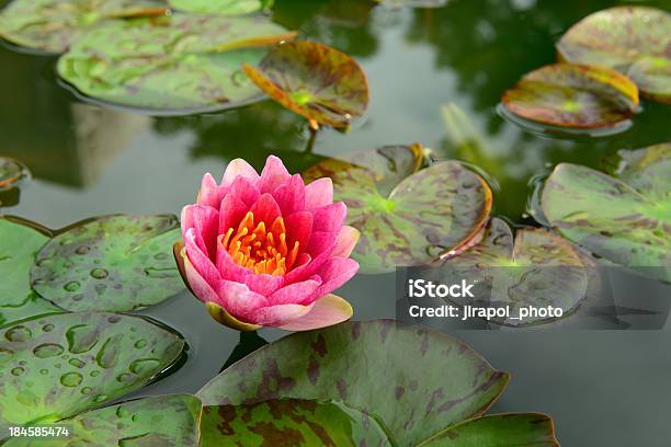 Lotus Stock Photo - Download Image Now - Beauty, Beauty In Nature, Close-up