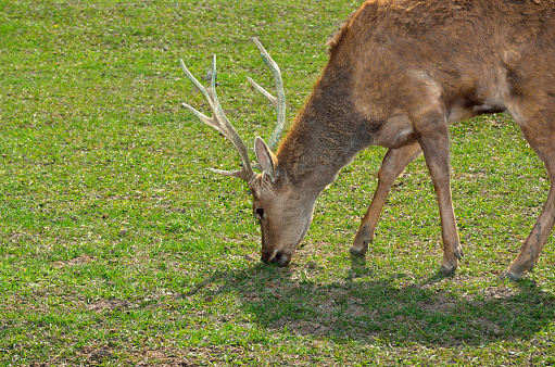 Young deer grazing on green grass, close-up