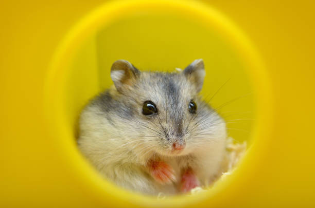 istock Pets hamsters live in a cage with wood shavings 1845868599