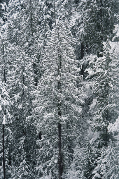 ノースバンクーバーのキャピラノリバーリージョナルパークの雪に覆われた冬の森 - cleveland south carolina ストックフォトと画像