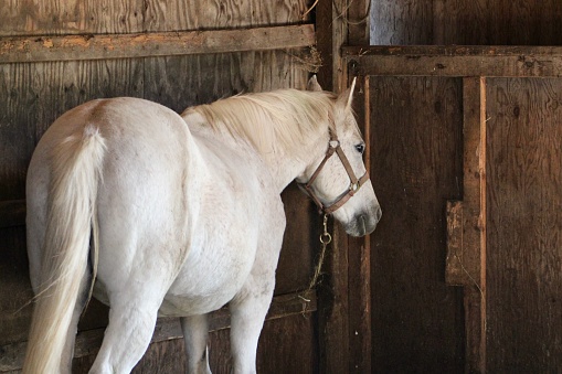 The close up image of a beautiful white horse.