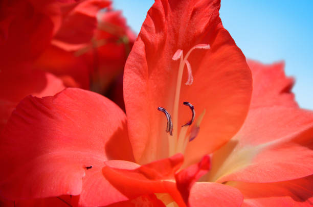 Red gladiolus flower, close-up on a blue background