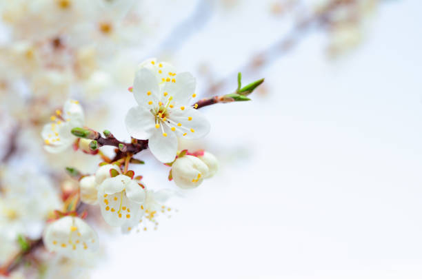 istock White flowers on the branches of trees in the spring 1845874733
