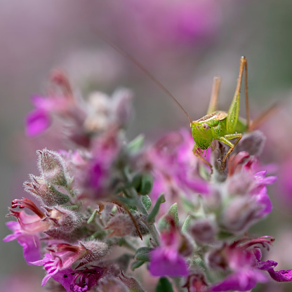 a green praying mantis on a white background