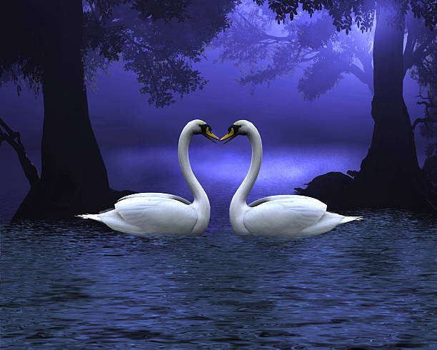 백조의 의 저녁 - swan bird water fog 뉴스 사진 이미지