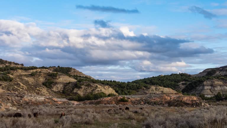 Time lapse - Bisions wonder around in Theodore Roosevelt National Park