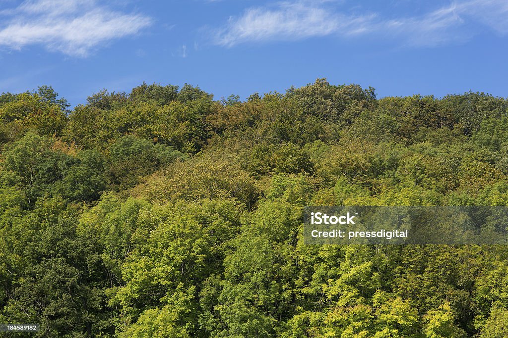 Floresta de outono - Royalty-free Ao Ar Livre Foto de stock