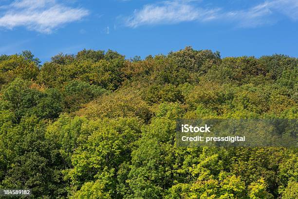 Floresta De Outono - Fotografias de stock e mais imagens de Ao Ar Livre - Ao Ar Livre, Azul, Copa da árvore