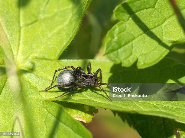 Foto de Aranha Sobre Uma Folha e mais fotos de stock de Animais caçando - Animais caçando, Animal, Aracnídeo