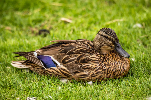Free Stock Photo of Resting Relaxing Duck | Download Free Images and ...