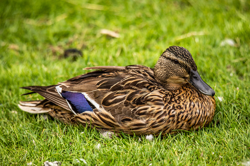 A cute female duck resting on a grass field.