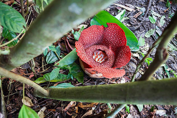Le Rafflesia 530+ Rafflesia Arnoldii Photos Stock Photos, Pictures & Royalty-Free ...