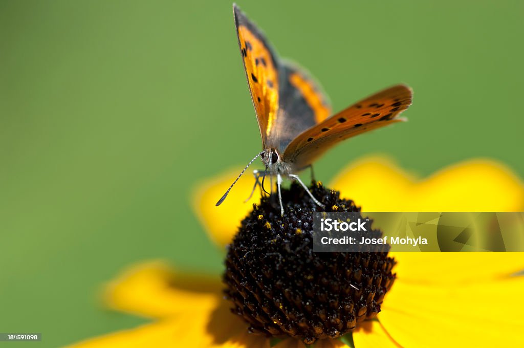 작은가 브라운 나비 - 로열티 프리 0명 스톡 사진