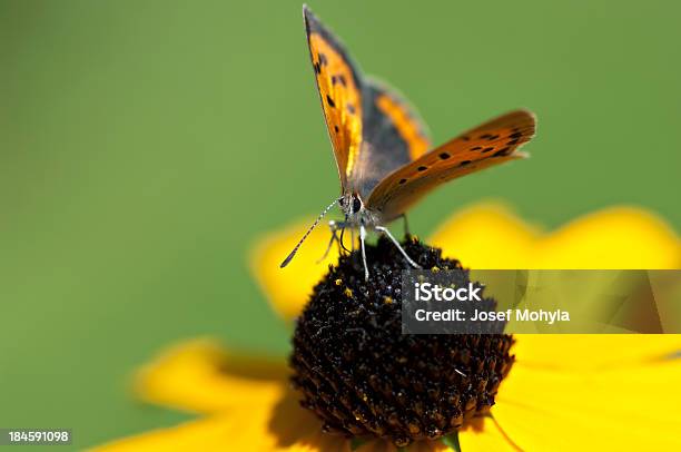 작은가 브라운 나비 0명에 대한 스톡 사진 및 기타 이미지 - 0명, 갈색, 검은테주홍부전나비