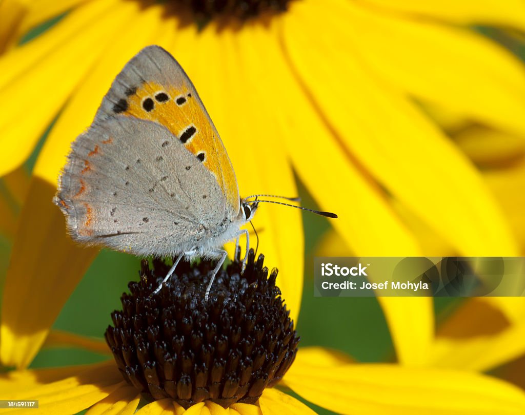 Small brown butterfly Small Copper butterfly (Lycaena phlaeas). Animal Stock Photo