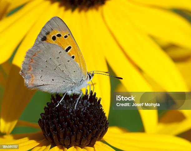 Small Brown Butterfly Stock Photo - Download Image Now - Animal, Animal Body Part, Animal Wing