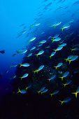blue-fisch-rising.jpg?b=1&s=170x170&k=20
