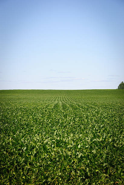 istock Iowa Soybean Field 184591639