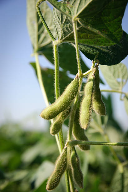 istock Soybean pods and leaves 184591652