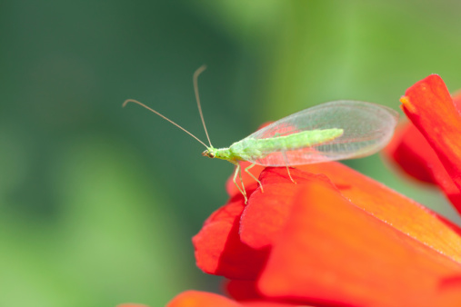 Green lacewing (Dichochrysa ventralis) on red flower.