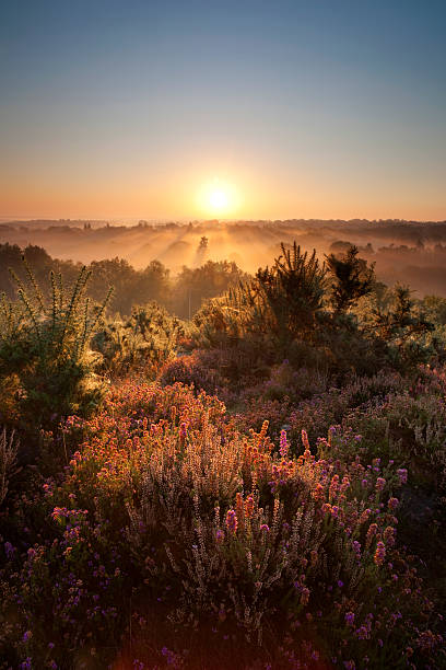 istock Dawn Over The Surrey Hills 184592253