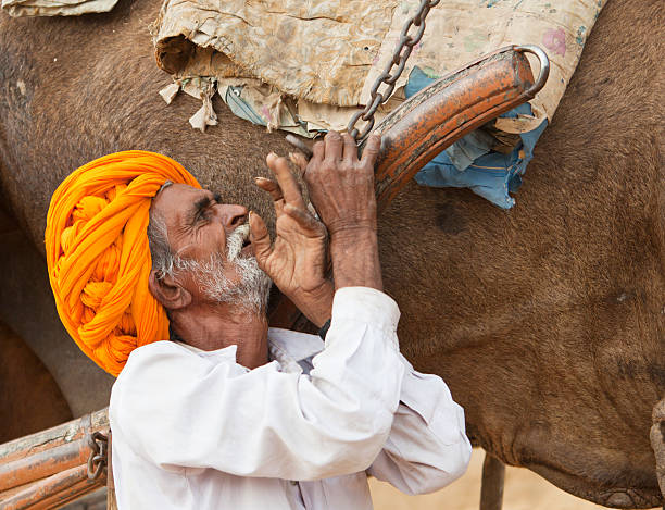 Old Indian man putting a cart to his camel.