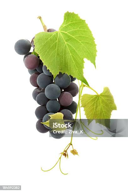 Uvas Foto de stock y más banco de imágenes de Uva - Uva, Uva negra, Fondo blanco