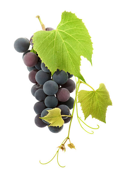 raisin - feuille de vigne photos et images de collection