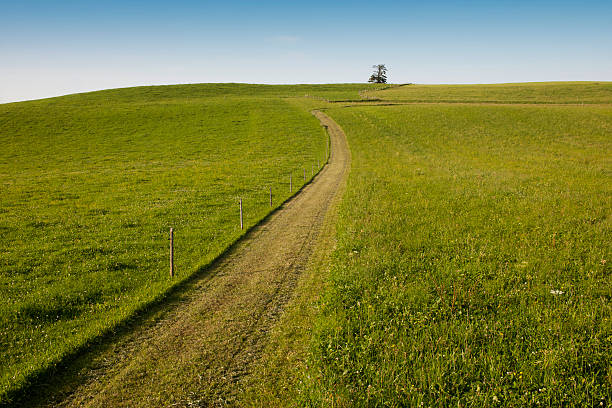 istock Single lane road in the meadow 184592390