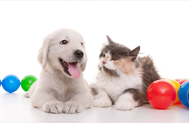 beautiful cat and dog