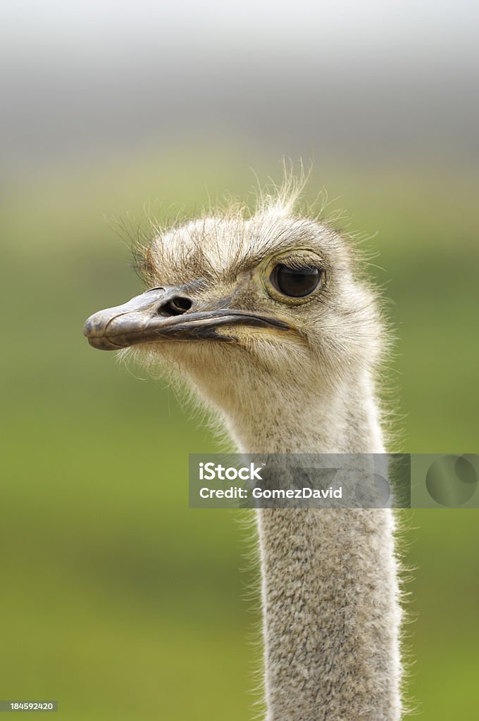 Primer plano tiro de cabeza de un avestruz - Foto de stock de Aire libre libre de derechos