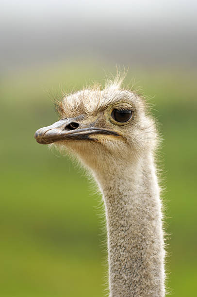 istock Close-up Head Shot of One Ostrich 184592420