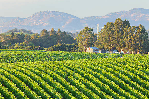 istock Rows of a vineyard landscape in bright green with trees 184592626