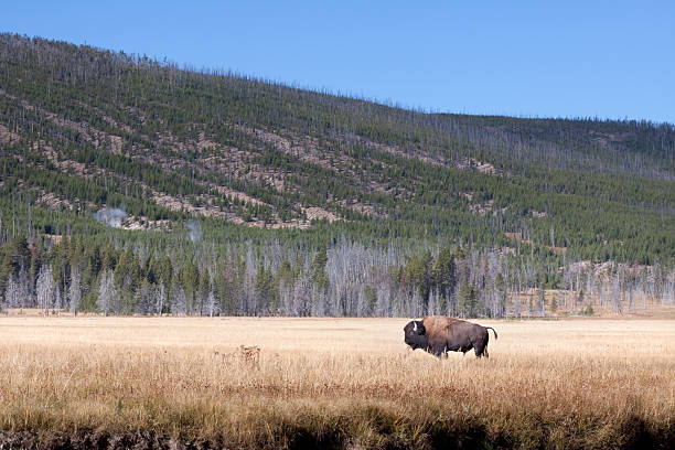 istock Buffalo or Bison and Wilderness in Yellowstone 184592724