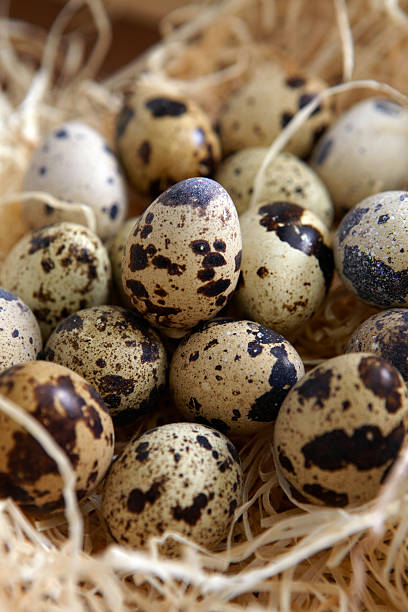 istock Delicate Quails Eggs in a basket of straw 184592746