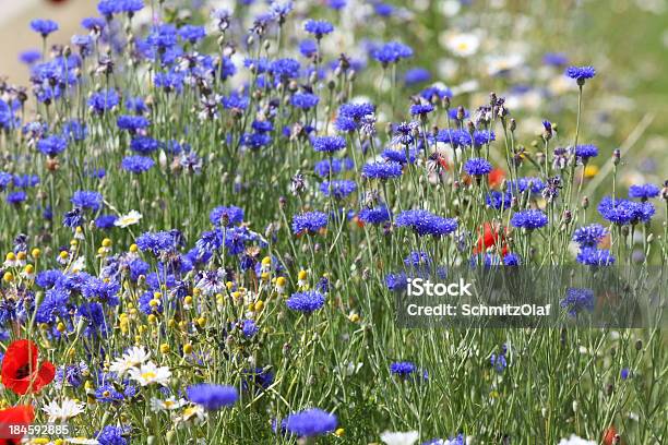 Photo libre de droit de Bleu Prairie Dété Des Fleurs En Éclosion Maïs Et banque d'images et plus d'images libres de droit de Bleuet des champs - Bleuet des champs, Capitule, Fleur - Flore