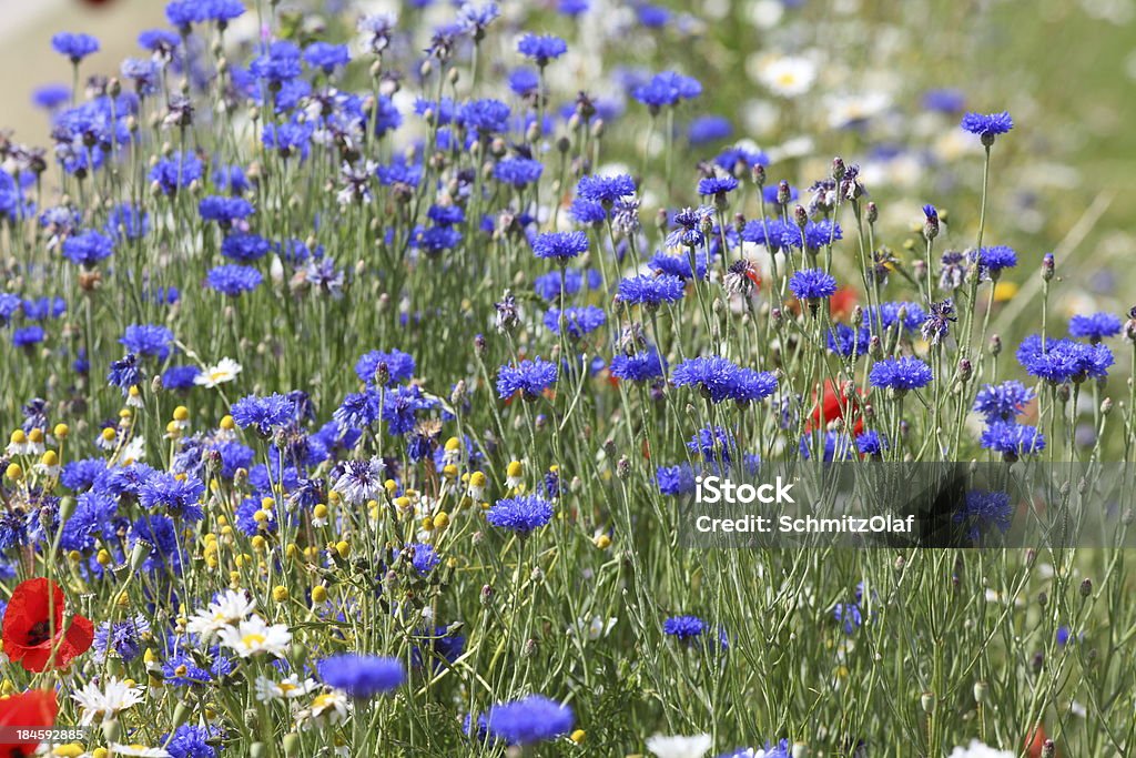 meadow e verão florescendo flores de milho azul - Foto de stock de Cabeça da flor royalty-free