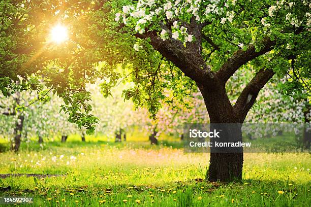 Sol Brillante En El Árbol De Flor Abriéndose Foto de stock y más banco de imágenes de Huerta - Huerta, Árbol, Aire libre